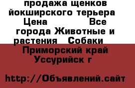 продажа щенков йокширского терьера › Цена ­ 25 000 - Все города Животные и растения » Собаки   . Приморский край,Уссурийск г.